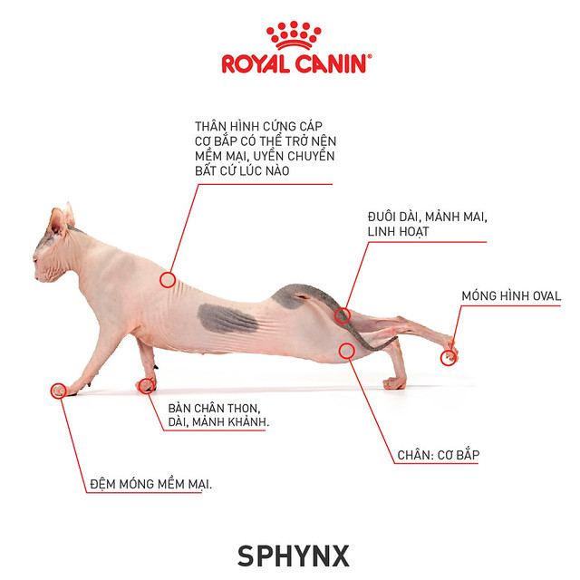 Giống mèo không lông Sphynx huyền bí