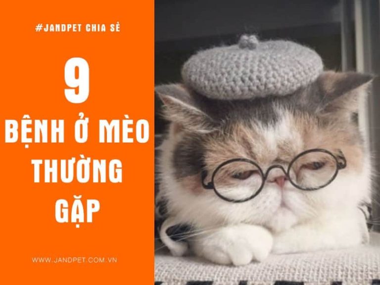 Các bệnh thường gặp ở mèo và cách chữa