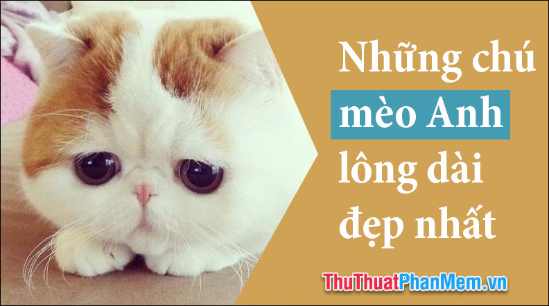 Danh sách những chú mèo Anh lông dài đẹp nhất