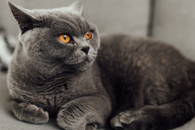 Mèo Anh lông ngắn (British Shorthair) - Cách nuôi và chăm sóc