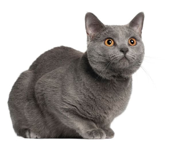 Mèo Chartreux - Nỗi ánh ảnh kinh hoàng của loài chuột