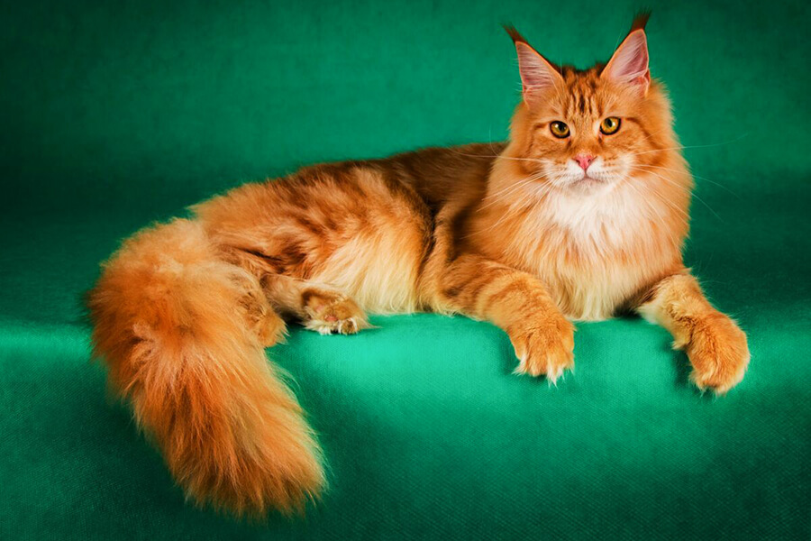 Giống mèo vương giả nhất thế giới - Maine Coon