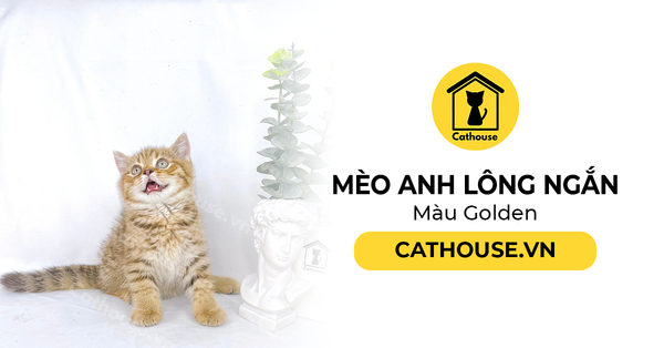 Mèo Anh Lông Ngắn Màu Tabby Tìm Hiểu Nguồn Gốc, Đặc Điểm, Mua Ở Đâu?