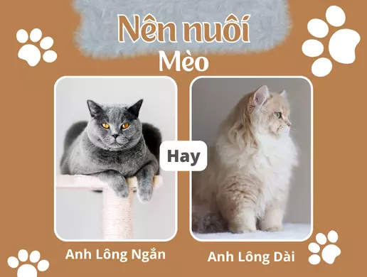 Nên nuôi mèo anh lông ngắn hay mèo anh lông dài? Ưu nhược điểm mèo ALN và ALD