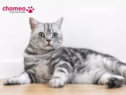 Mèo Silver Tabby Lông Ngắn | Giống Mèo Như Hổ Bạc Đáng Yêu