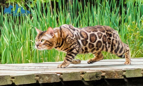 Các kiểu màu mèo bengal được chấp thuận bởi tica