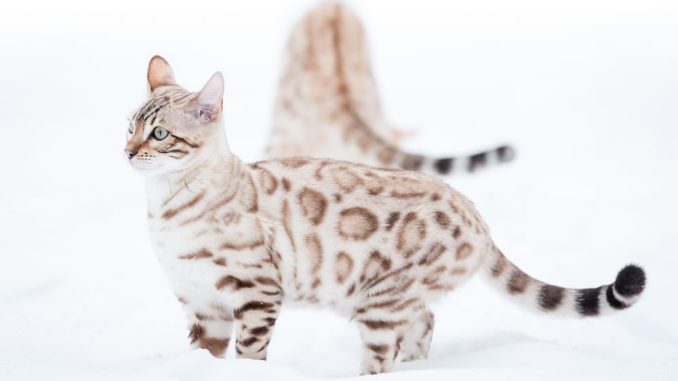 Mèo Bengal Màu Trắng Silver: Tổng quan, giá bán, cách chăm sóc