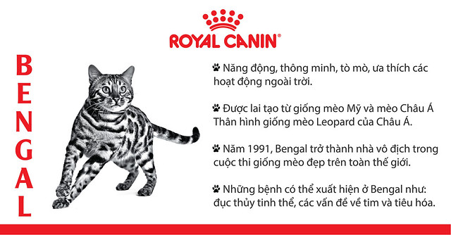 GIỐNG MÈO BENGAL – THÔNG MINH VÀ KHỎE MẠNH