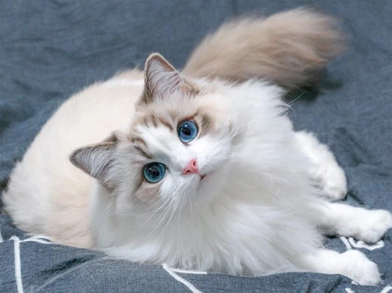 Mua Bán Mèo Ragdoll Mắt Tím, Xanh Đẹp Cute Giá Rẻ Dễ Nuôi