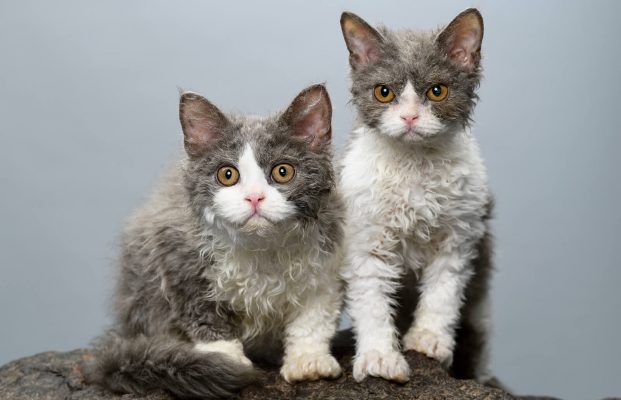 SELKIRK REX – NGUỒN GỐC, ĐẶC ĐIỂM, GIÁ VÀ NƠI BÁN MÈO LÔNG XOĂN