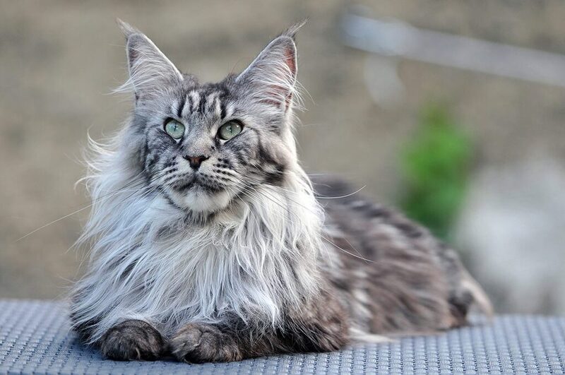 Tất tần tật về giống mèo Maine Coon – Giống mèo khổng lồ nhưng thân thiện