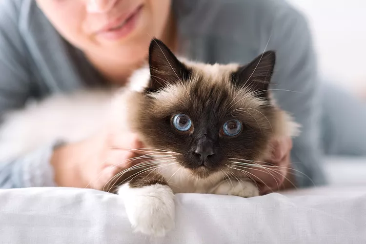 Birman – Mèo thiêng Miến Điện