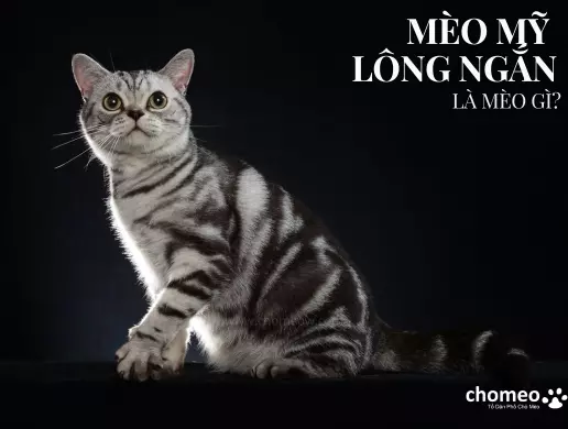 Mèo Mỹ Lông Ngắn | Nguồn gốc, đặc điểm, giá bán