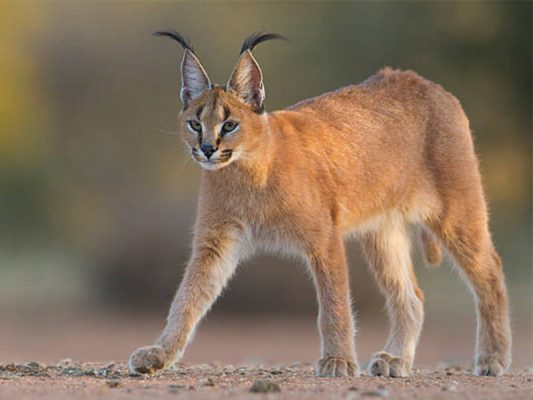 CARACAL – Nguồn gốc, đặc điểm, giá mèo và nơi mua mèo Caracal