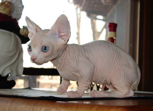 Mèo Sphynx (Ai Cập) Chân Ngắn: Tổng Quan, Giá Bán Và Cách Chăm Sóc