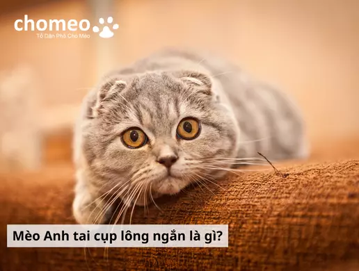 Mèo Anh Tai Cụp, Mèo Scottish Fold | Đặc điểm, giá bán