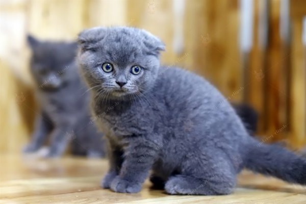 Mèo tai cụp Scottish Fold - Giá bán, đặc điểm và cách nuôi tốt nhất