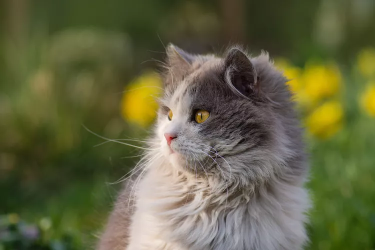 British Longhair – Mèo Anh lông dài