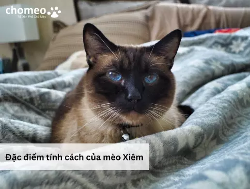 Mèo Xiêm (Siamese Cat) | Nguồn gốc, Đặc Điểm, Giá Bán