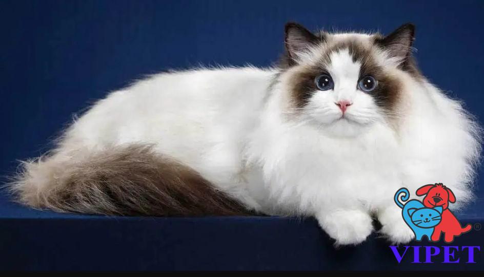 Địa chỉ mua bán Mèo Ragdoll Sài Gòn