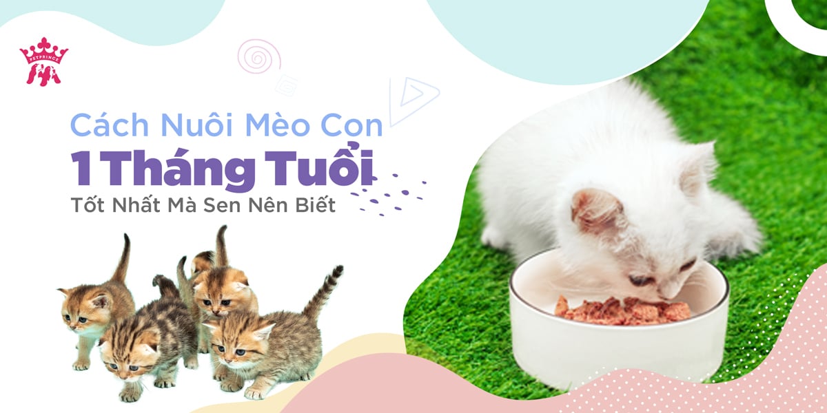 Cách nuôi mèo con 1 tháng tuổi tốt nhất mà sen nên biết