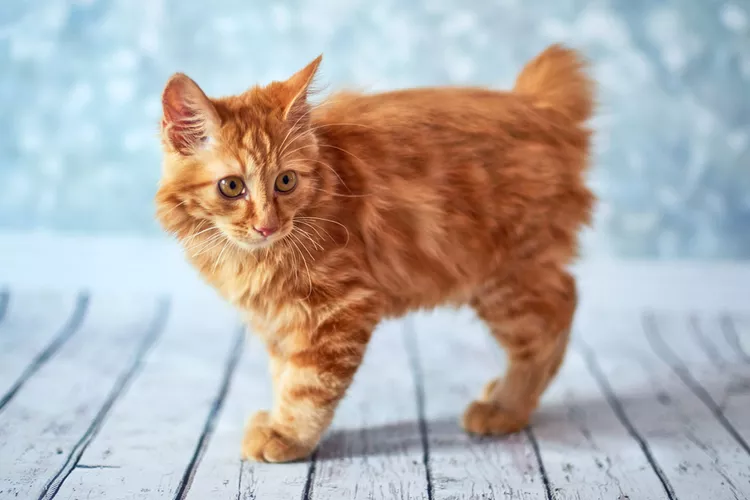 American Bobtail – Mèo Mỹ đuôi cụt