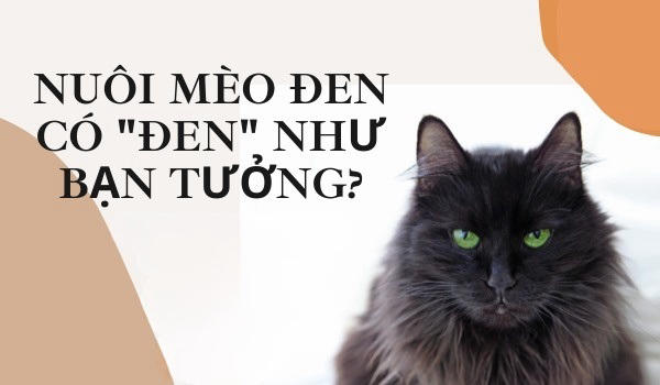 Nuôi mèo đen có tốt không? Có nên nuôi mèo đen trong nhà không?