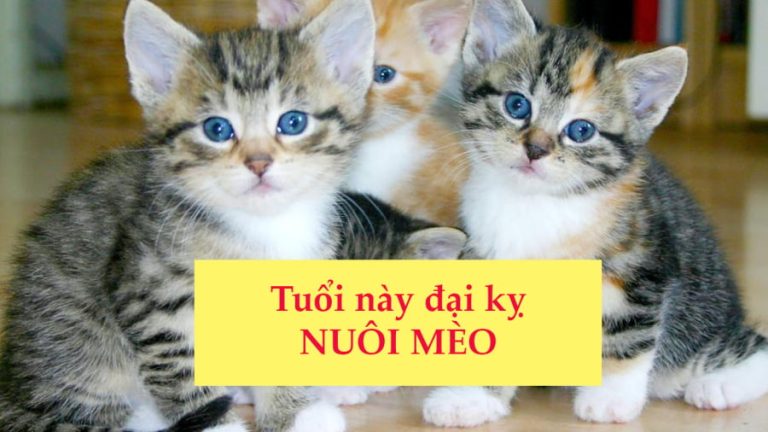 Tuổi này đại kỵ nuôi Mèo: Thích mấy cũng đừng nuôi kẻo đen đủi, làm gì cũng trở ngại