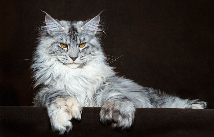 Maine Coon – giống mèo Mỹ khổng lồ